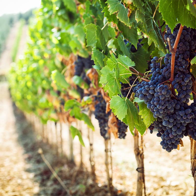 Close up of red grapes growing in a Tuscan vineyard