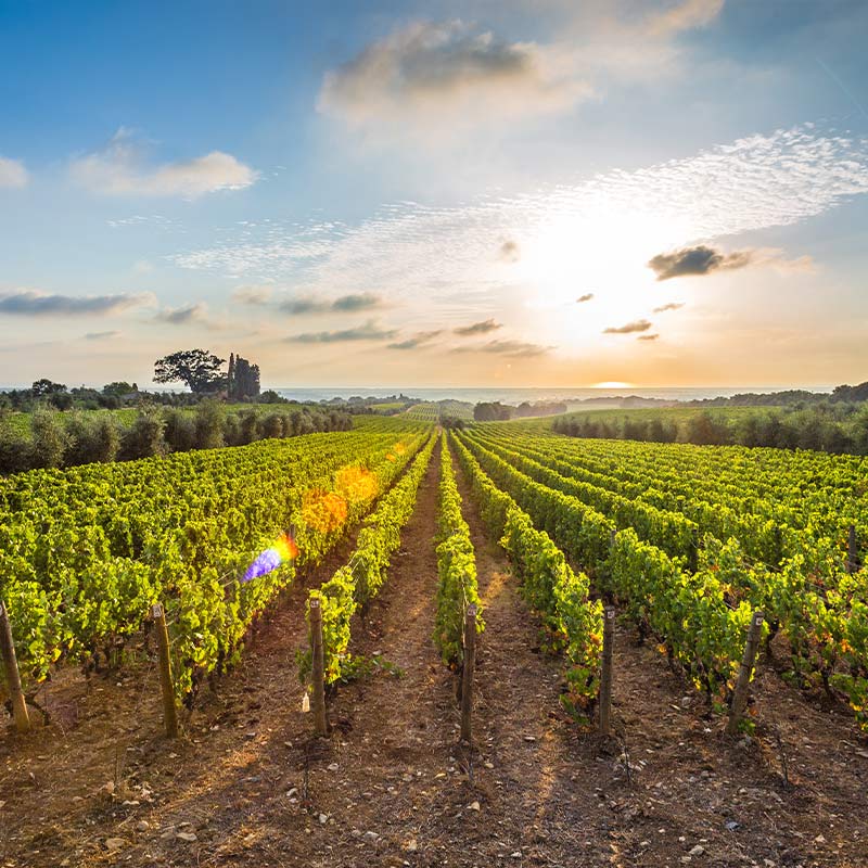 Bolgheri vineyard